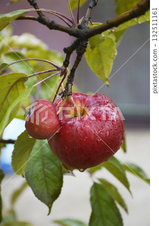 ripe, red apple on a tree branch in the garden. fruit growing ripe, red apple on a tree branch in the garden. fruit growing 132511161