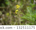 A small yellow wildflower with a bee perched on it, collecting nectar 132511175