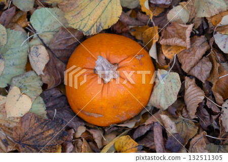 Bright orange pumpkin lies among dry autumn leaves, symbolizing harvest season and Halloween traditions 132511305