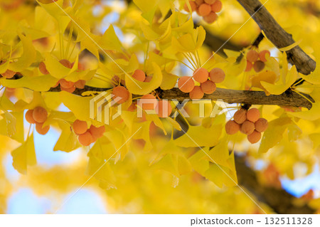 Ginkgo 132511328