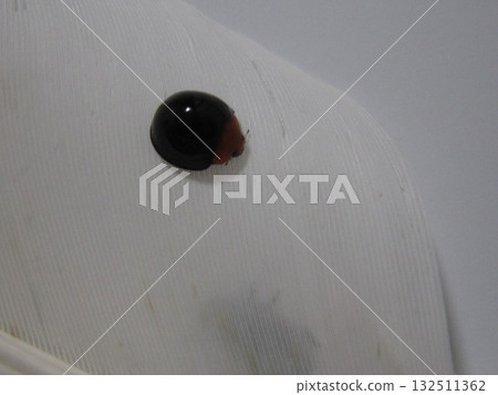 Lady Beetle Lady Beetle 132511362