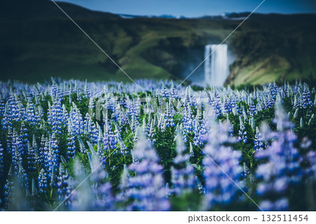 Magnificent view on the field of blooming lupine. Location Skogafoss waterfall, Iceland, Europe. Magnificent view on the field of blooming lupine. Location Skogafoss waterfall, Iceland, Europe. 132511454