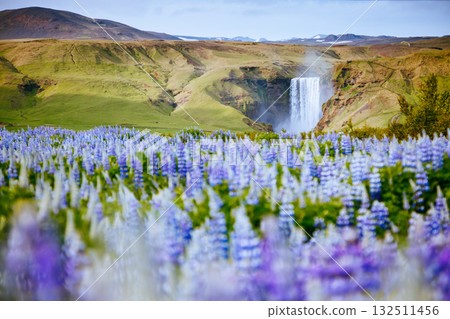 Beautiful view of vivid lupine flowers. Location place Skogafoss waterfall, Iceland Europe. Beautiful view of vivid lupine flowers. Location place Skogafoss waterfall, Iceland Europe. 132511456