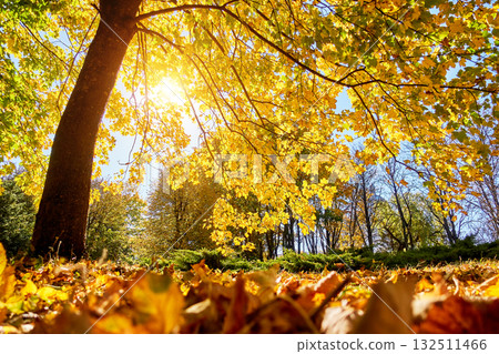 The bottom view of magic trees in warm light. The bottom view of magic trees in warm light. 132511466
