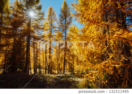 Golden forest in the glow of the sun. Splendid autumn landscape in Val Gardena. Golden forest in the glow of the sun. Splendid autumn landscape in Val Gardena. 132511495