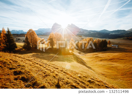 Yellow larches in the sunlight. Location Dolomite alps, Alpe di Siusi, Italy, Europe. 132511496