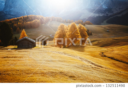 Yellow larches in the sunlight. Location Dolomite alps, Alpe di Siusi, Italy, Europe. Yellow larches in the sunlight. Location Dolomite alps, Alpe di Siusi, Italy, Europe. 132511498