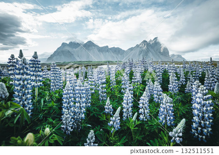 Beautiful view of lupine flowers on sunny day. Location Stokksnes cape, Vestrahorn, Iceland, Europe. 132511551