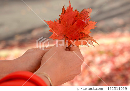 Hands Holding Bright Red Maple Leaves in Autumn Season Hands Holding Bright Red Maple Leaves in Autumn Season 132511939