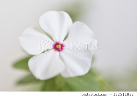每日草 每日草 132511952