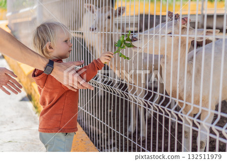 Father and his son feeding deer on a farm, enjoying family bonding, animal interaction, and outdoor activity. Wholesome childhood and learning concept 132511979