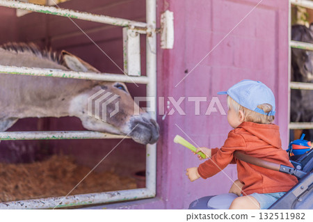 Young boy feeding a donkey on a farm, enjoying nature, animal interaction, and learning responsibility. Family bonding, wholesome childhood, and outdoor activity concept Young boy feeding a donkey on a farm, enjoying nature, animal interaction, and learning responsibility. Family bonding, wholesome childhood, and outdoor activity concept 132511982
