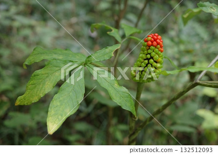 隨著秋天的臨近，虎尾蘭的果實開始變紅，在森林中閃閃發光，悄悄地宣告著季節的深入。 132512093