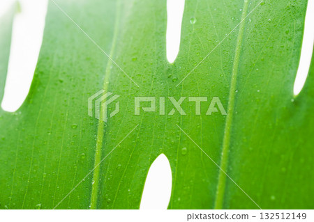 Close-up shot of Monstera leaf with water droplets on white background 66 132512149
