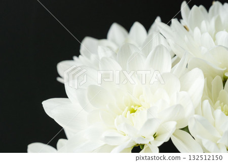 Macro shot of white spray chrysanthemum against a black background 01 132512150