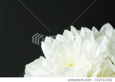 黑色背景下白色噴霧菊花的微距拍攝 16 132512162