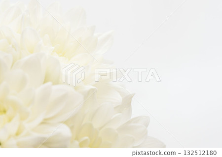 Macro photography of white chrysanthemum flowers on a white background 09 132512180