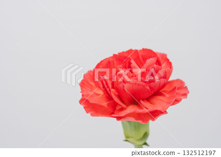 灰色背景下拍攝的紅色康乃馨花 12 132512197