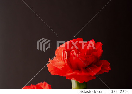 紅色康乃馨花在黑色背景下拍攝 03 132512204