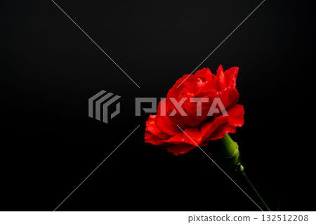Red carnation flower photographed against a black background 06 132512208