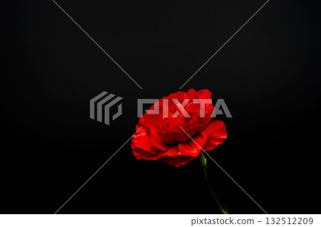 紅色康乃馨花在黑色背景下拍攝 07 132512209