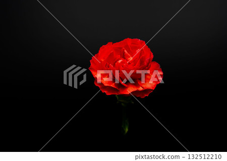 紅色康乃馨花在黑色背景下拍攝 08 132512210