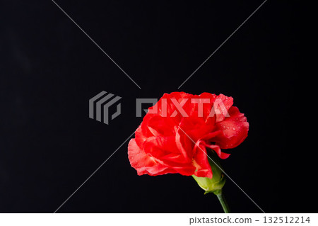 在黑色背景下拍攝的紅色康乃馨花 12 132512214