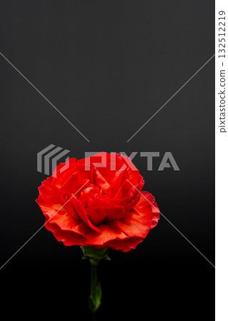 在黑色背景下拍攝的紅色康乃馨花 16 132512219