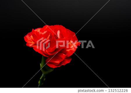 在黑色背景下拍攝的紅色康乃馨花 23 132512226