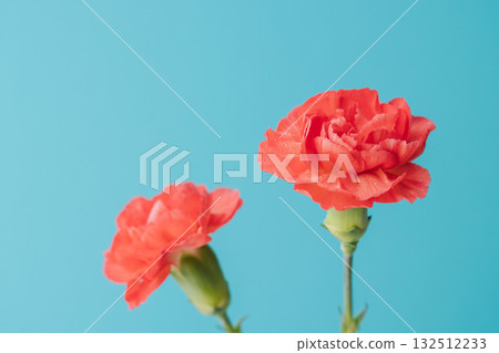 Red carnation flowers photographed against a blue background 03 Red carnation flowers photographed against a blue background 03 132512233