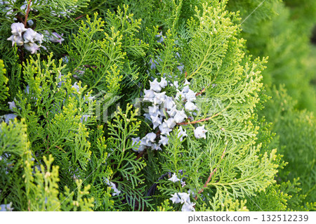 日本冬青的未成熟球果 日本冬青的未成熟球果 132512239