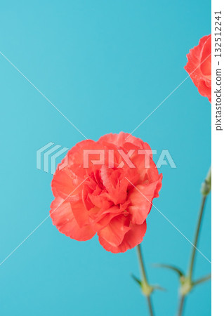 10 朵紅色康乃馨花在藍色背景下拍攝 132512241