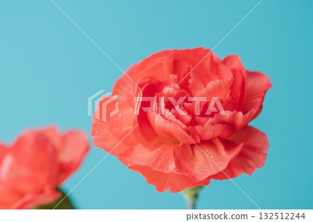 Red carnation flowers photographed against a blue background 12 Red carnation flowers photographed against a blue background 12 132512244