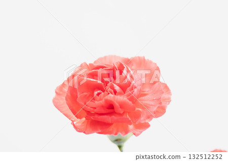 在白色背景上拍攝的紅色康乃馨花 16 132512252