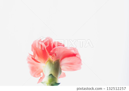 白色背景下拍攝的紅色康乃馨花 21 白色背景下拍攝的紅色康乃馨花 21 132512257