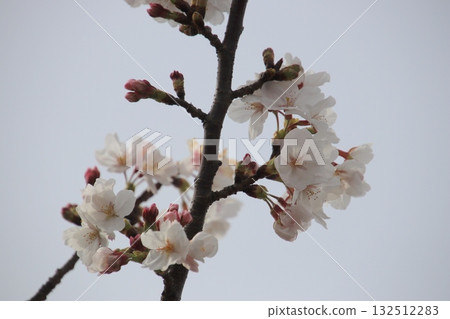 櫻花盛開 132512283