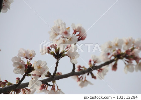 櫻花盛開 132512284