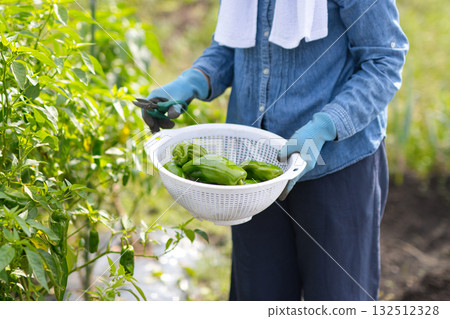 一名婦女正在收割蔬菜 132512328