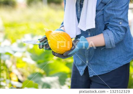 一名婦女正在收割蔬菜 一名婦女正在收割蔬菜 132512329