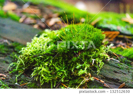 Green Moss Growing on Old Wood in Forest 132512630