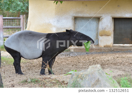 馬來貘吃草 132512651