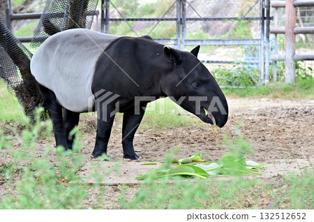 馬來貘吃草 132512652