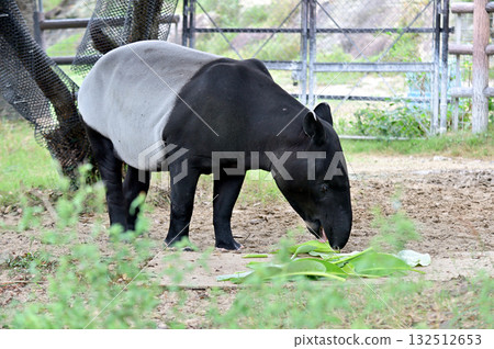 馬來貘吃草 132512653