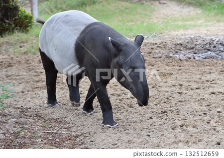 行走的馬來貘 132512659