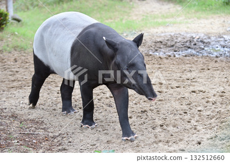 行走的馬來貘 132512660