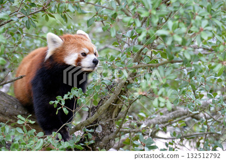 小熊貓在一棵樹上放鬆 132512792