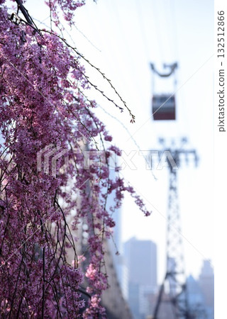 紐約市的天際線：歷史悠久的紅色纜車與春天的對比 132512866