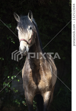 portrait of buckskin young Andalusian stallion posing against green alive wall portrait of buckskin young Andalusian stallion posing against green alive wall 132513044