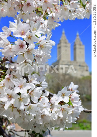 Spring in New York: Cherry Blossoms in Full Bloom in Central Park and The San Remo Spring in New York: Cherry Blossoms in Full Bloom in Central Park and The San Remo 132513088