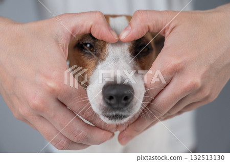 Owner holds her hands in the shape of a heart near the face of her Jack Russell Terrier. Owner holds her hands in the shape of a heart near the face of her Jack Russell Terrier. 132513130